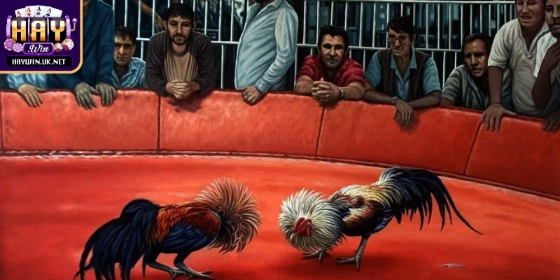 Kèo được yêu thích, đam mê bùng nổ