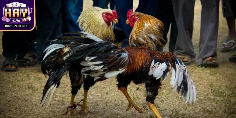 Thưởng thức kịch tính mỗi trận cùng đá gà Haywin