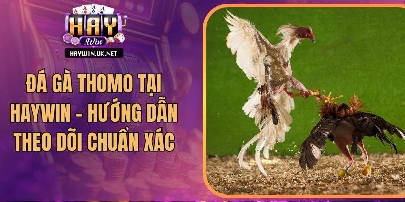 Đá Gà Thomo Tại Haywin – Hướng Dẫn Theo Dõi Chuẩn Xác