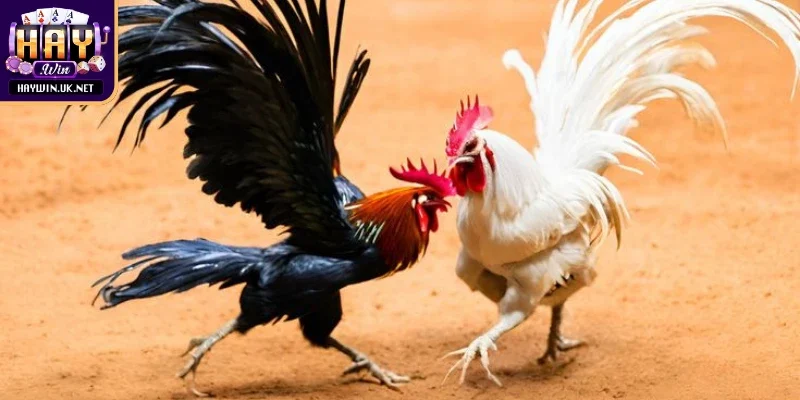 Lý do không thể bỏ qua đá gà trực tiếp Haywin