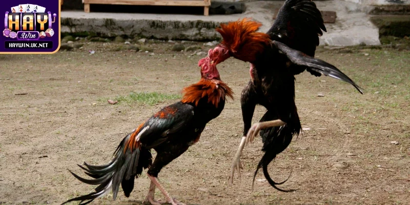 Mẹo khi người chơi tham gia đá gà trực tiếp Haywin