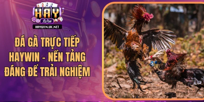 Đá Gà Trực Tiếp Haywin - Nền Tảng Đáng Để Trải Nghiệm