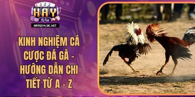 Kinh Nghiệm Cá Cược Đá Gà - Hướng Dẫn Chi Tiết Từ A – Z